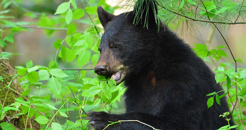 Close-up of a young black bear gnawing tree leaves in the Great Smoky Mountains National Park, Tennessee.