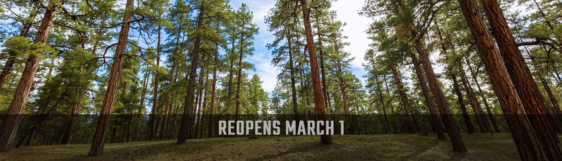 Ponderosa pine trees towering upwards against a beautiful blue sky, Desert View Offroad tour header reopens March 1.