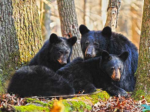 Family of black bears nestled among autumn leaves at the base of forest trees in Great Smoky Mountains National Park, Tennessee.