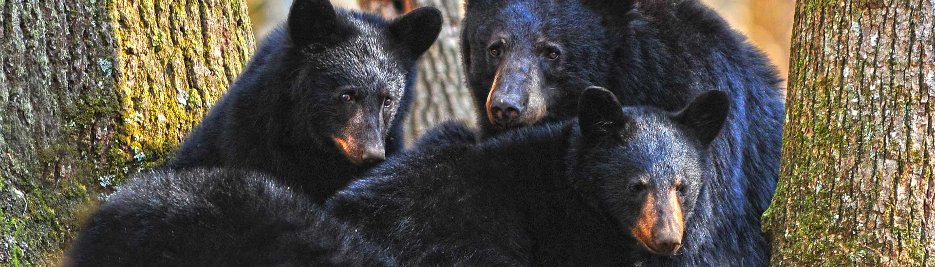 Close-up of mama black bear and cubs laying at the base of trees looking towards the camera, Great Smoky Mountains National Park.