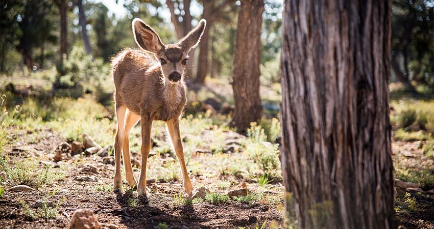 A baby fawn standing by a tree looking into the camera, Kaibab National Forest near Grand Canyon National Park, Arizona.