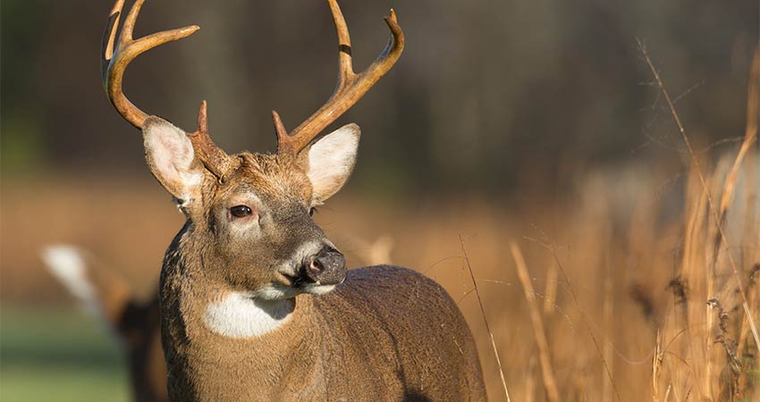 White tailed deer buck facing the camera while standing in a wheat field in Caves Code, Great Smoky Mountains National Park.