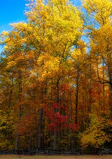 Brilliant red, orange and yellow trees with a dark split rail fence and blue sky, Roaring Fork Motor Nature Trail in the Tennessee Smoky Mountains.