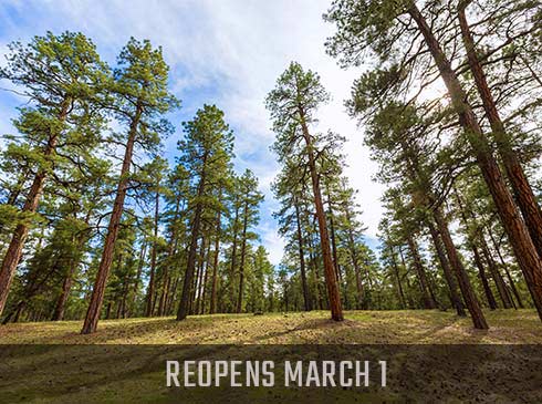 Ponderosa pine trees towering upwards against a beautiful blue sky, Desert View Offroad tour search reopens March 1.