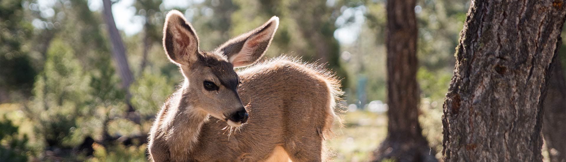 Close-up of the face of a young dear looking towards a tree in the Kaibab National Forest near the South Rim of Grand Canyon National Park, Arizona.